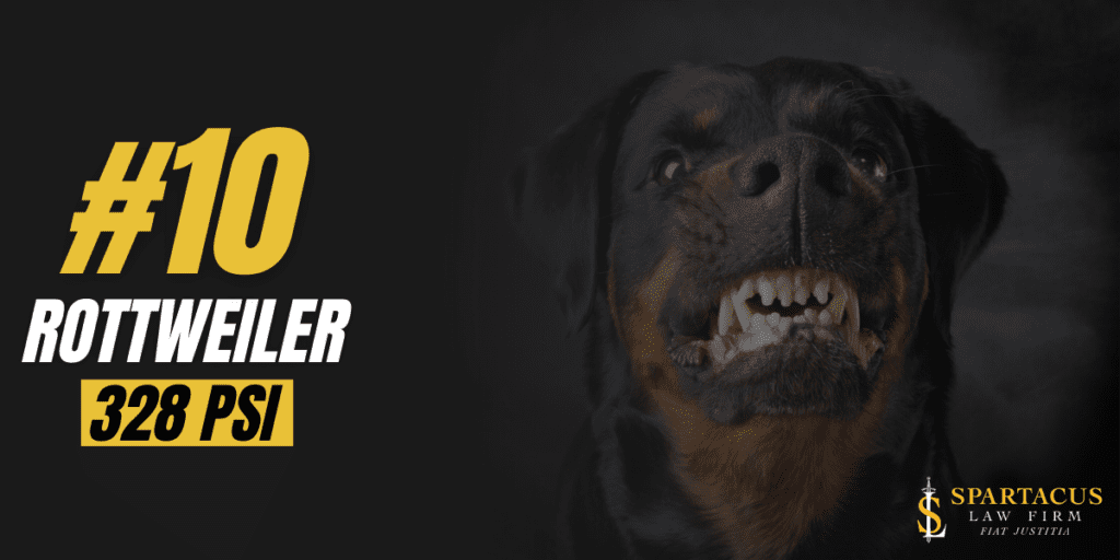 Strongest Dog Bite Force The Complete Guide Spartacus Law Firm