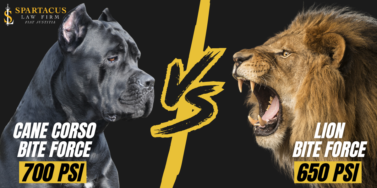cane corso bite force vs lion bite force