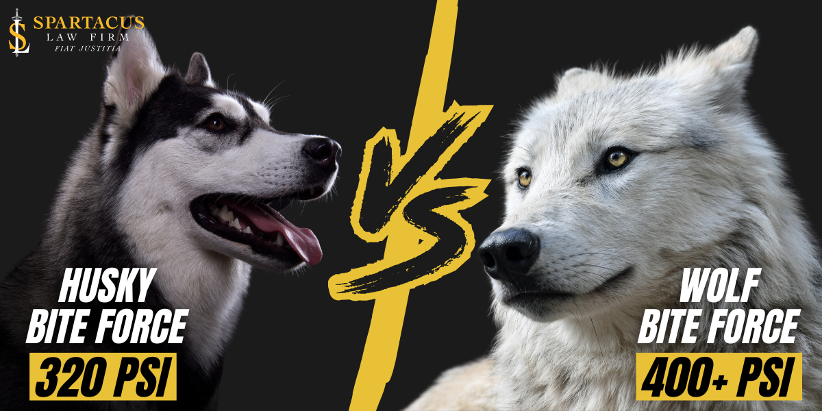 husky bite force vs wolf