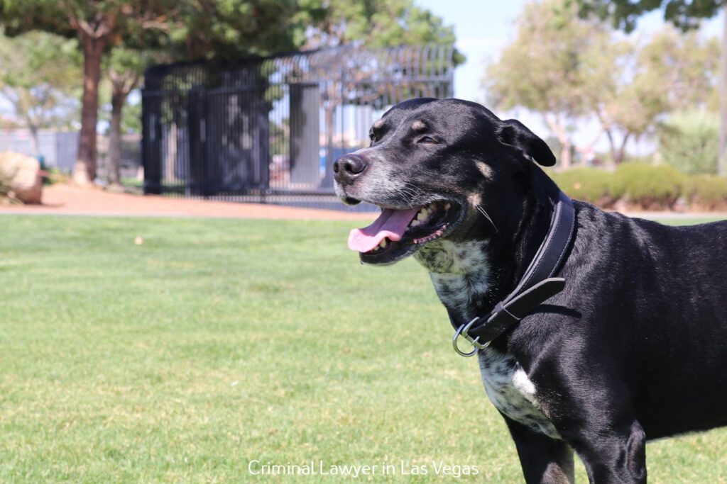 Fountains of Bellagio: A Spectacular Aquatic Symphony on the Las Vegas Strip 1